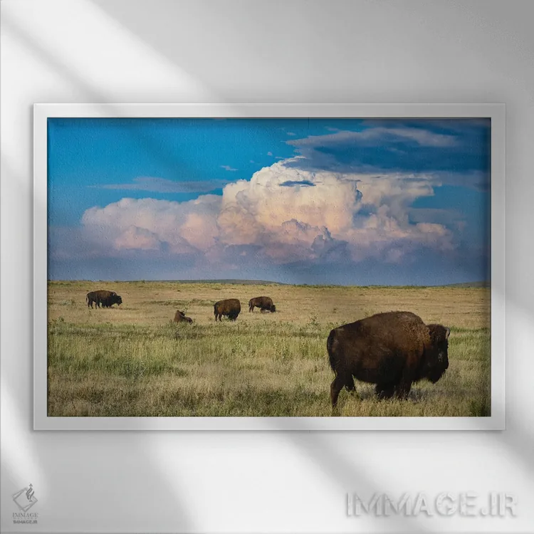 تابلو گاومیش دشتهای مرتفع اثر کریستوفر توماس - نمای قابدار سفید