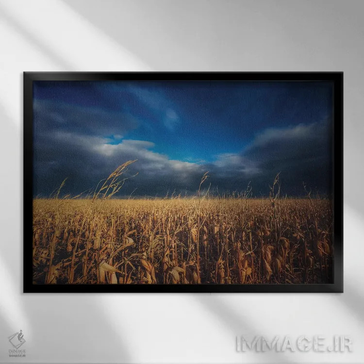 تابلو مزرعه ذرت زیر آسمان پاییزی اثر کریستوفر توماس - نمای قابدار مشکی