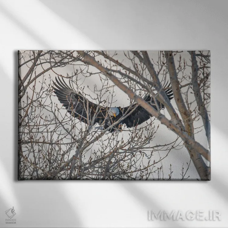 تابلو بالهای عقاب اثر کریستوفر توماس - نمای روبهرو روی دیوار