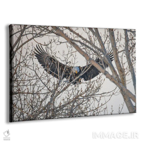 تابلو بالهای عقاب اثر کریستوفر توماس - نمای پرسپکتیو محصول