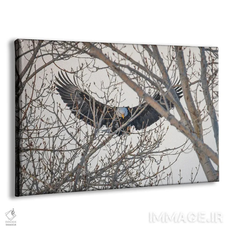 تابلو بالهای عقاب اثر کریستوفر توماس - نمای پرسپکتیو محصول