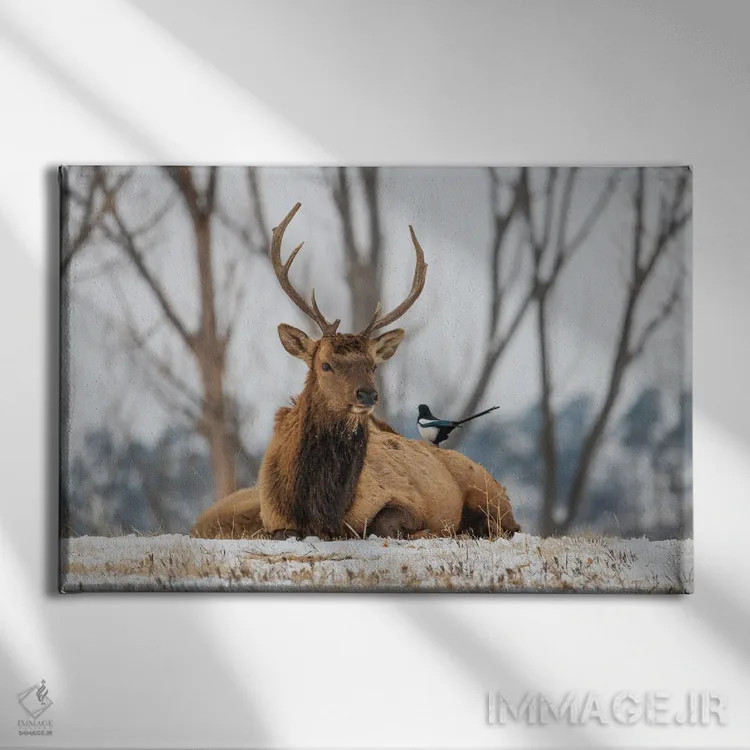 تابلو گوزن و زاغی اثر کریستوفر توماس - نمای روبهرو روی دیوار