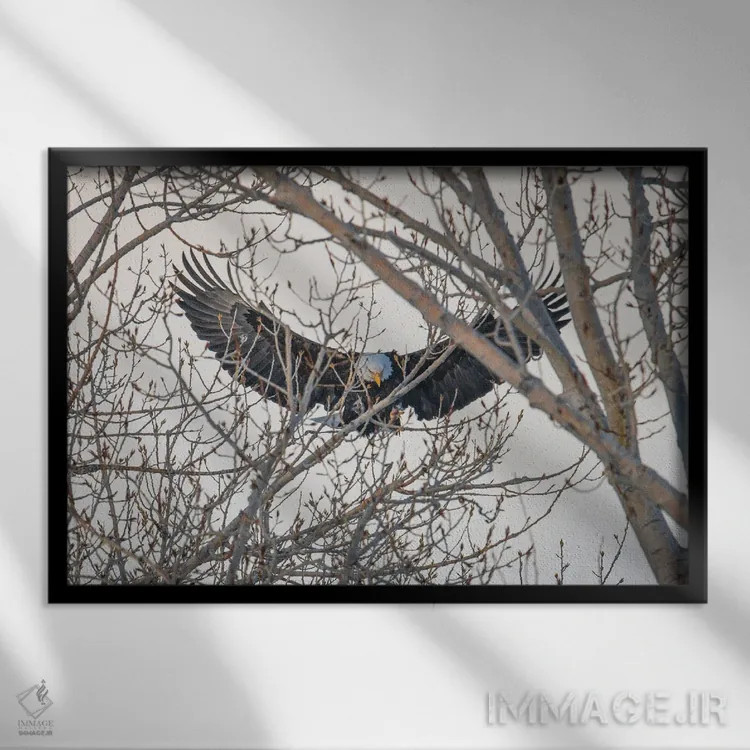 تابلو بالهای عقاب اثر کریستوفر توماس - نمای قابدار مشکی