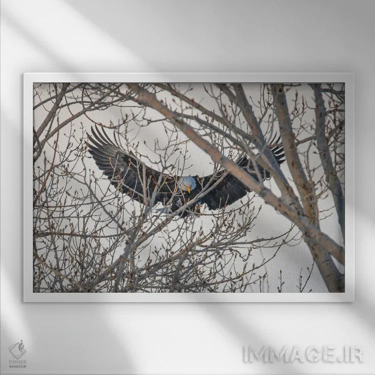 تابلو بالهای عقاب اثر کریستوفر توماس - نمای قابدار سفید