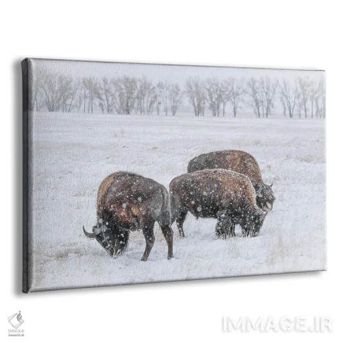 تابلو سهگانه گاومیش یخزده اثر کریستوفر توماس - نمای پرسپکتیو محصول