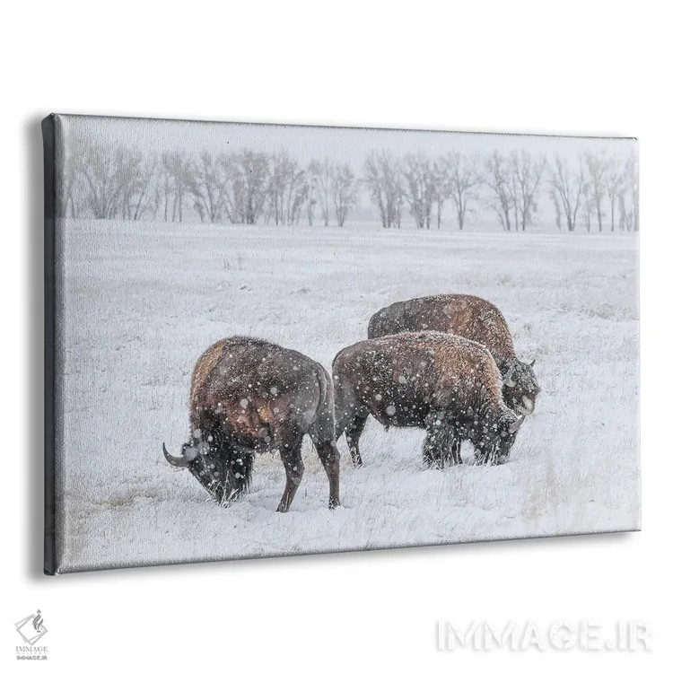 تابلو سهگانه گاومیش یخزده اثر کریستوفر توماس - نمای پرسپکتیو محصول