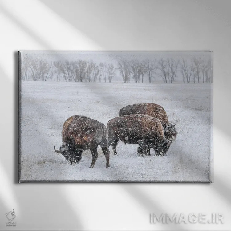 تابلو سهگانه گاومیش یخزده اثر کریستوفر توماس - نمای روبهرو روی دیوار