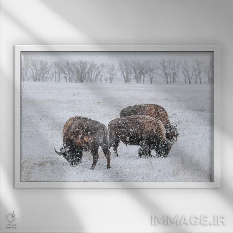 تابلو سهگانه گاومیش یخزده اثر کریستوفر توماس - نمای قابدار سفید