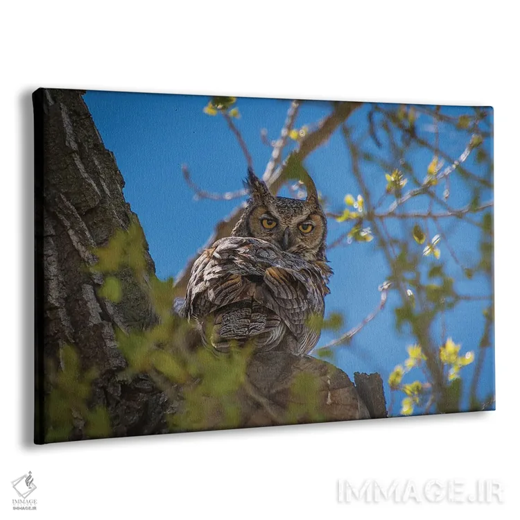 تابلو جغد گوشدار بزرگ اثر کریستوفر توماس - نمای پرسپکتیو محصول