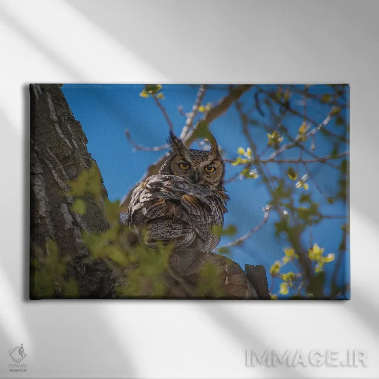 تابلو جغد گوشدار بزرگ اثر کریستوفر توماس - نمای روبهرو روی دیوار