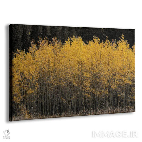 تابلو صنوبرهای طلایی اثر کریستوفر توماس - نمای پرسپکتیو محصول