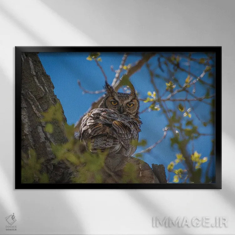 تابلو جغد گوشدار بزرگ اثر کریستوفر توماس - نمای قابدار مشکی