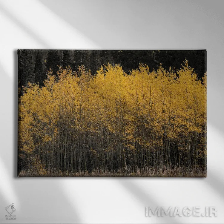 تابلو صنوبرهای طلایی اثر کریستوفر توماس - نمای روبهرو روی دیوار