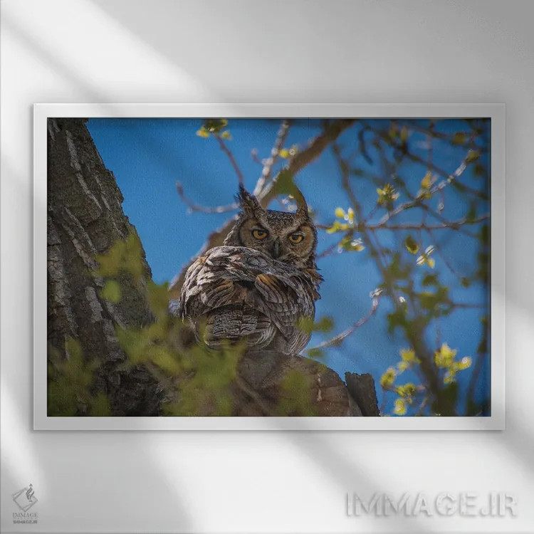 تابلو جغد گوشدار بزرگ اثر کریستوفر توماس - نمای قابدار سفید