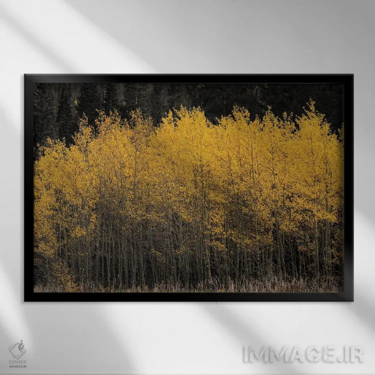 تابلو صنوبرهای طلایی اثر کریستوفر توماس - نمای قابدار مشکی