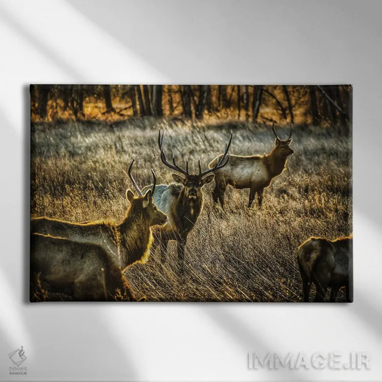 تابلو گله درخشان اثر کریستوفر توماس - نمای روبهرو روی دیوار