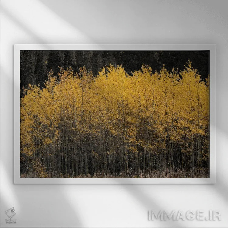 تابلو صنوبرهای طلایی اثر کریستوفر توماس - نمای قابدار سفید