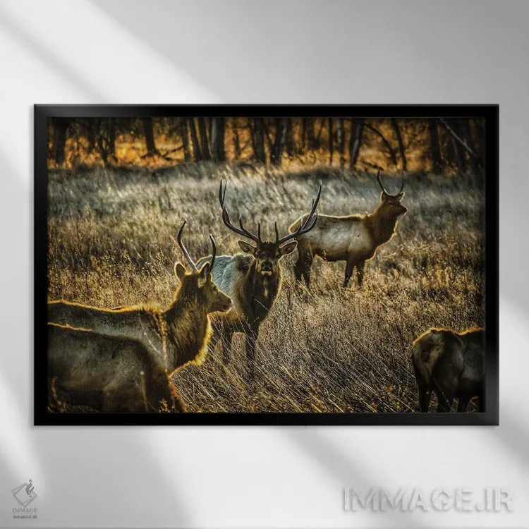 تابلو گله درخشان اثر کریستوفر توماس - نمای قابدار مشکی