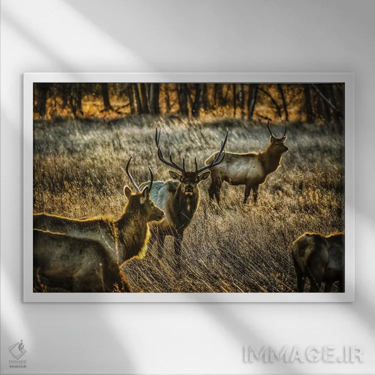 تابلو گله درخشان اثر کریستوفر توماس - نمای قابدار سفید