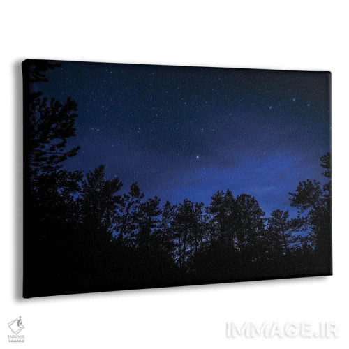 تابلو ستارگان پوندروزا (نام گونه درخت) اثر کریستوفر توماس - نمای پرسپکتیو محصول