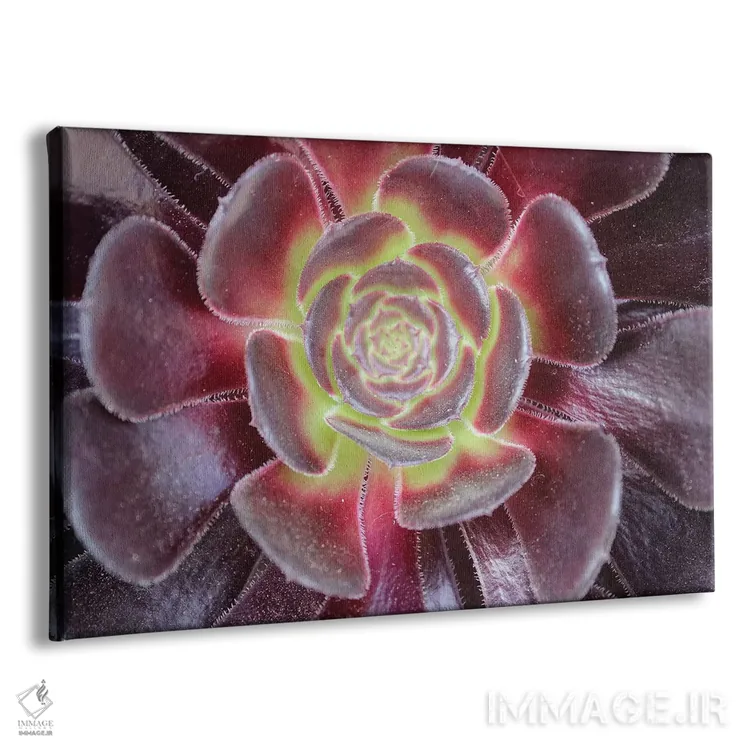 تابلو ساکولنت روشن (گیاه گوشتی) اثر آنا کوپل - نمای پرسپکتیو محصول