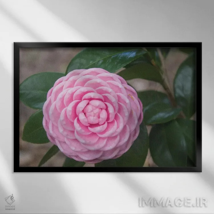 تابلو کامیلیای شور صورتی (نوع گل) اثر آنا کوپل - نمای قابدار مشکی