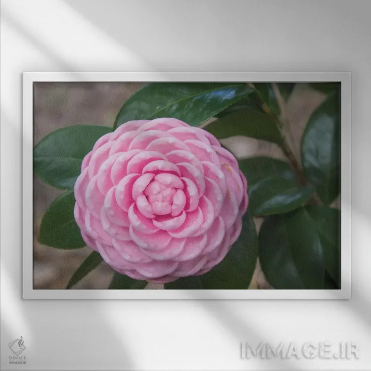 تابلو کامیلیای شور صورتی (نوع گل) اثر آنا کوپل - نمای قابدار سفید