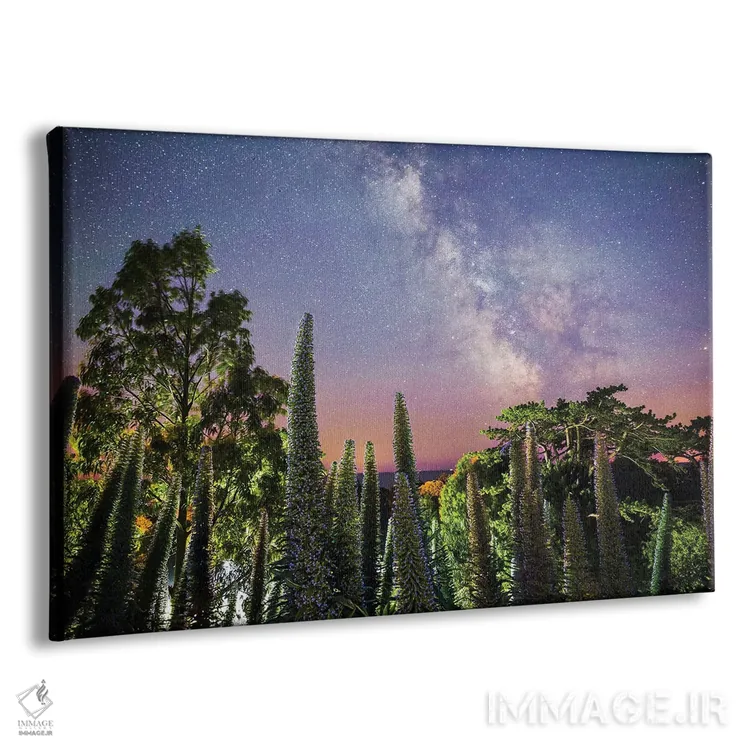 تابلو گونیکها زیر راه شیری (نوعی گیاه) اثر چاد پاول - نمای پرسپکتیو محصول