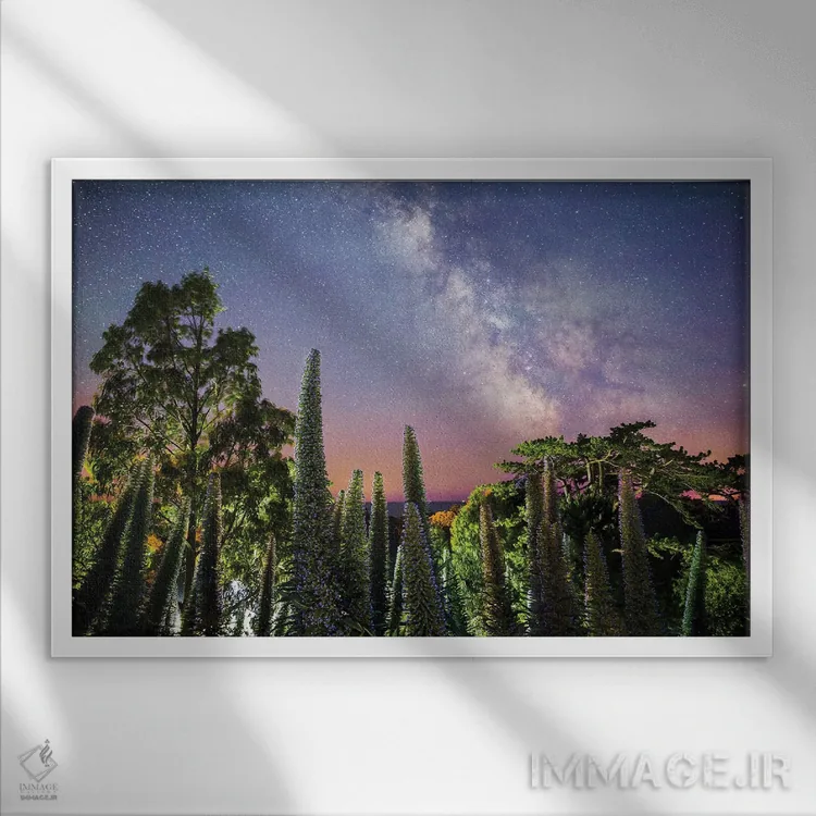 تابلو گونیکها زیر راه شیری (نوعی گیاه) اثر چاد پاول - نمای قابدار سفید