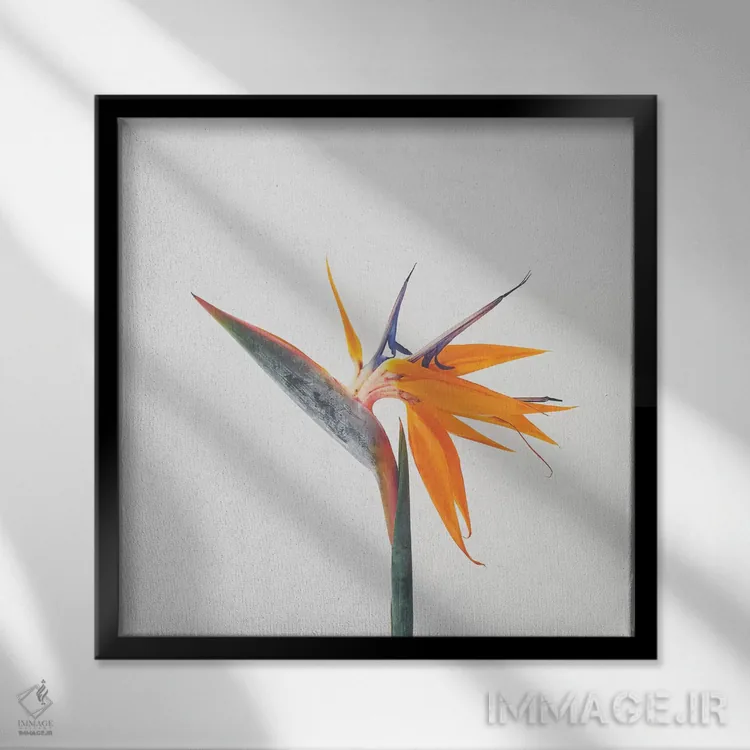 تابلو پرندهٔ بهشتی (گل پرنده بهشت) اثر کاسیا بک - نمای قابدار مشکی