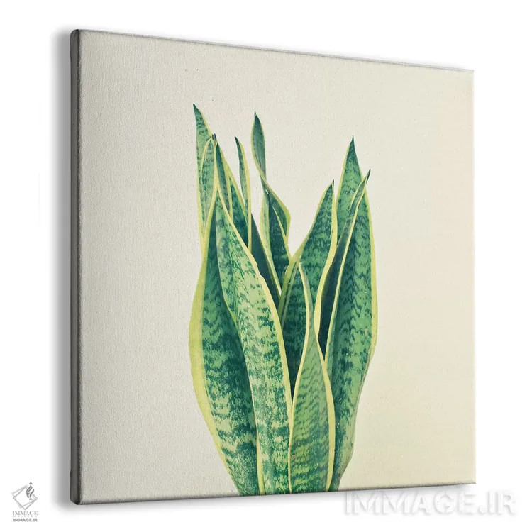 تابلو گیاه مار (سانسوریا) اثر کاسیا بک - نمای پرسپکتیو محصول