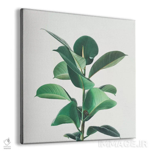 تابلو انجیر لاستیکی اثر کاسیا بک - نمای پرسپکتیو محصول