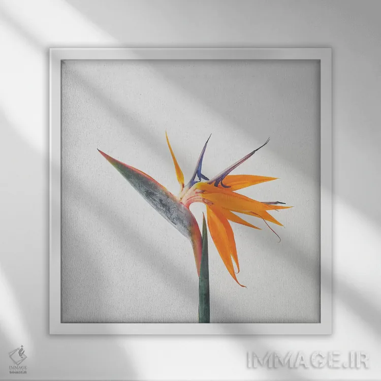تابلو پرندهٔ بهشتی (گل پرنده بهشت) اثر کاسیا بک - نمای قابدار سفید