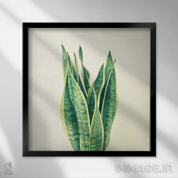 تابلو گیاه مار (سانسوریا) اثر کاسیا بک - نمای قابدار مشکی