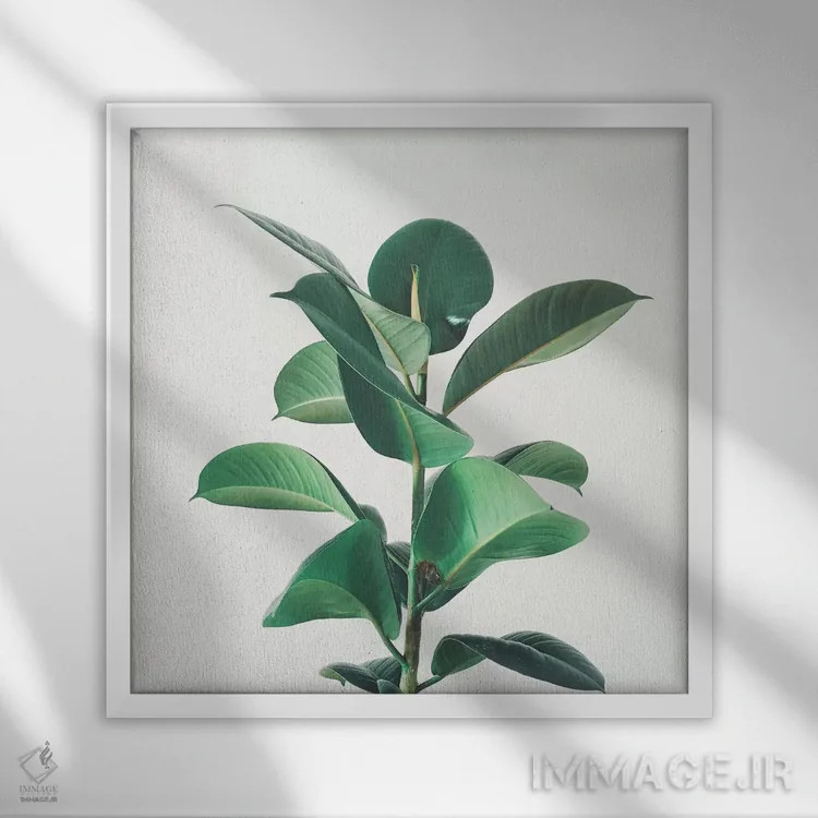 تابلو انجیر لاستیکی اثر کاسیا بک - نمای قابدار سفید