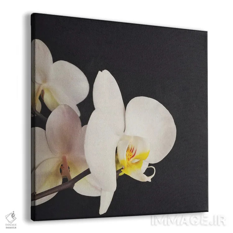 تابلو ارکیده سیاه و سفید اثر کاسیا بک - نمای پرسپکتیو محصول