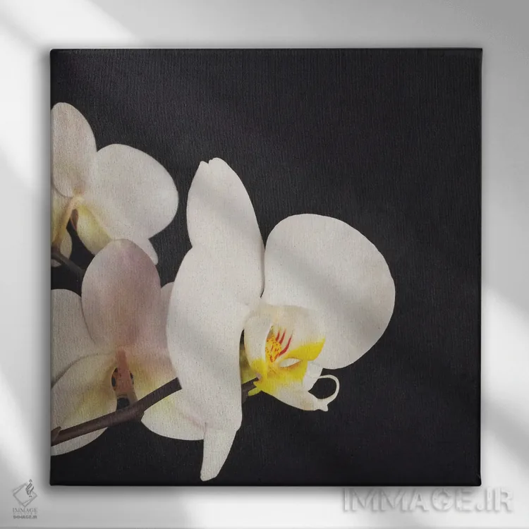 تابلو ارکیده سیاه و سفید اثر کاسیا بک - نمای روبهرو روی دیوار