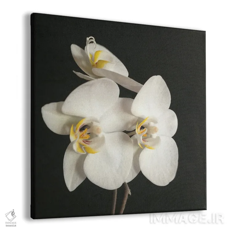 تابلو ارکیده سیاه و سفید شماره دو اثر کاسیا بک - نمای پرسپکتیو محصول
