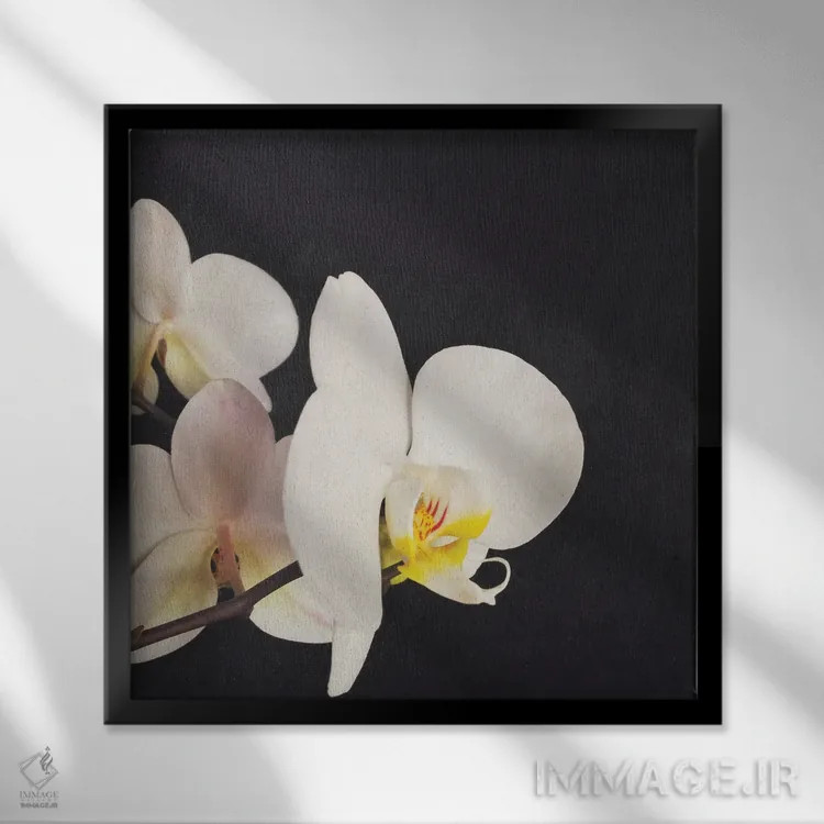 تابلو ارکیده سیاه و سفید اثر کاسیا بک - نمای قابدار مشکی