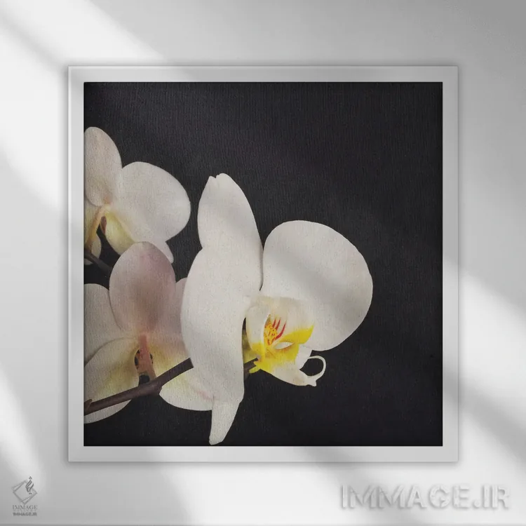 تابلو ارکیده سیاه و سفید اثر کاسیا بک - نمای قابدار سفید