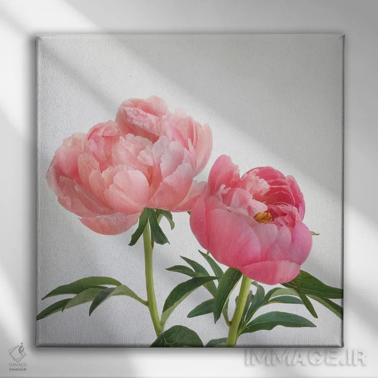 تابلو گلصدتومانیها (پائونیا) اثر کاسیا بک - نمای روبهرو روی دیوار