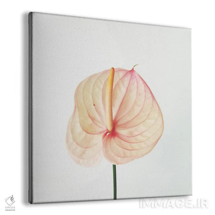 تابلو آراملایلی هلوئی (گل کالا لیلی با رنگ هلوئی) اثر کاسیا بک - نمای پرسپکتیو محصول