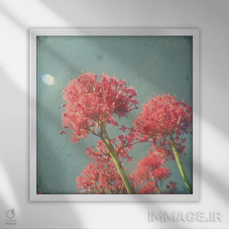 تابلو رویای تمشک اثر کاسیا بک - نمای قابدار سفید