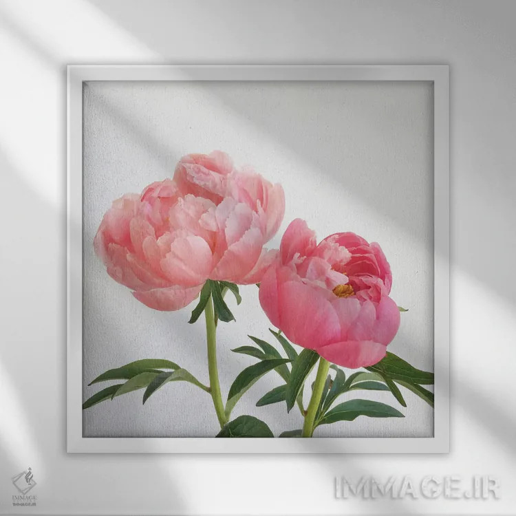 تابلو گلصدتومانیها (پائونیا) اثر کاسیا بک - نمای قابدار سفید