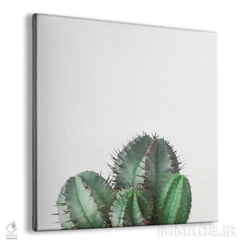 تابلو کاکتوس بشکهای آفریقایی اثر کاسیا بک - نمای پرسپکتیو محصول