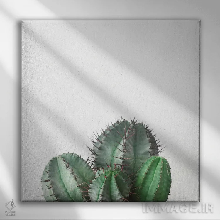 تابلو کاکتوس بشکهای آفریقایی اثر کاسیا بک - نمای روبهرو روی دیوار