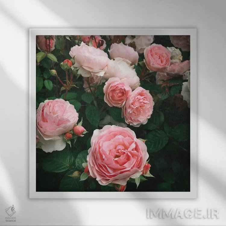 تابلو رز تیره اثر کاسیا بک - نمای قابدار سفید