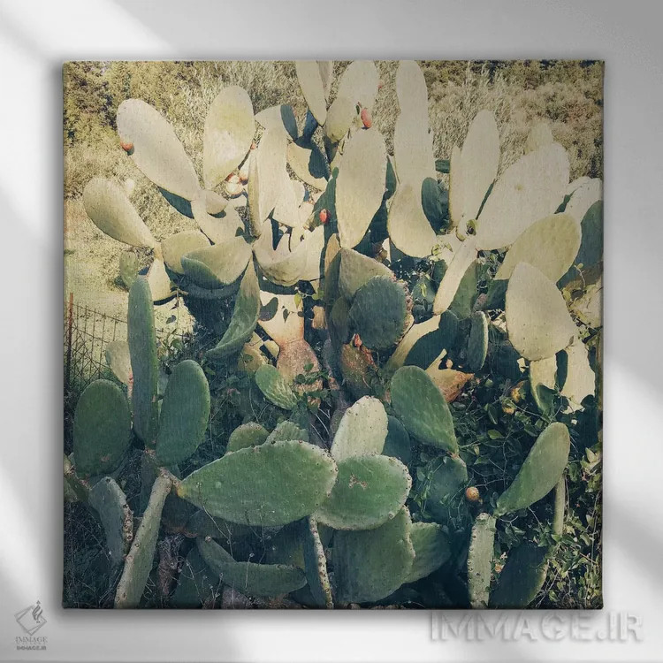 تابلو باغ کاکتوس شماره دو اثر کاسیا بک - نمای روبهرو روی دیوار