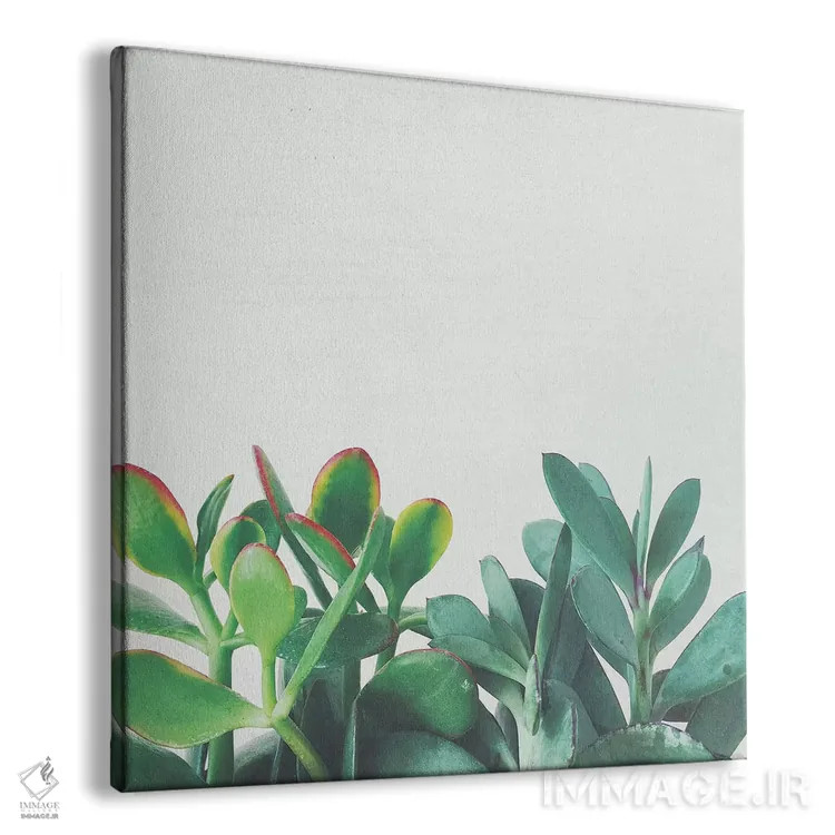 تابلو گروه کراسولا (گیاه) اثر کاسیا بک - نمای پرسپکتیو محصول