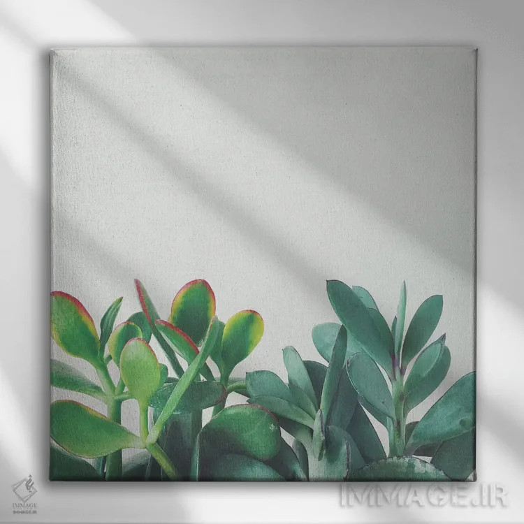 تابلو گروه کراسولا (گیاه) اثر کاسیا بک - نمای روبهرو روی دیوار